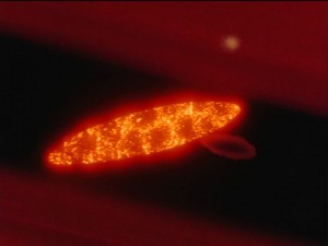 SailorMoon-s1-021(419).jpg