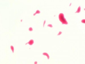 screenshot-anime-sailor-moon-s-episode-102-151.jpg